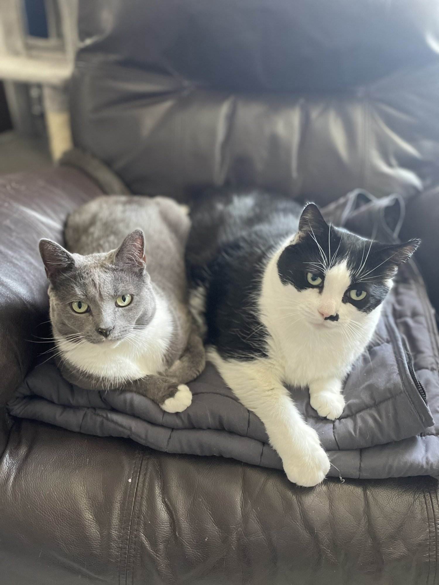 Milo and Jerry